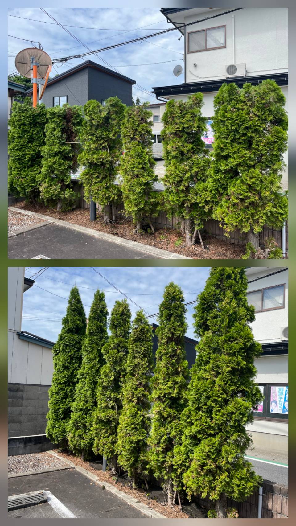 秋田市　植栽剪定