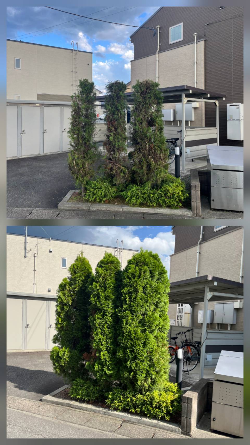 秋田市　植栽剪定