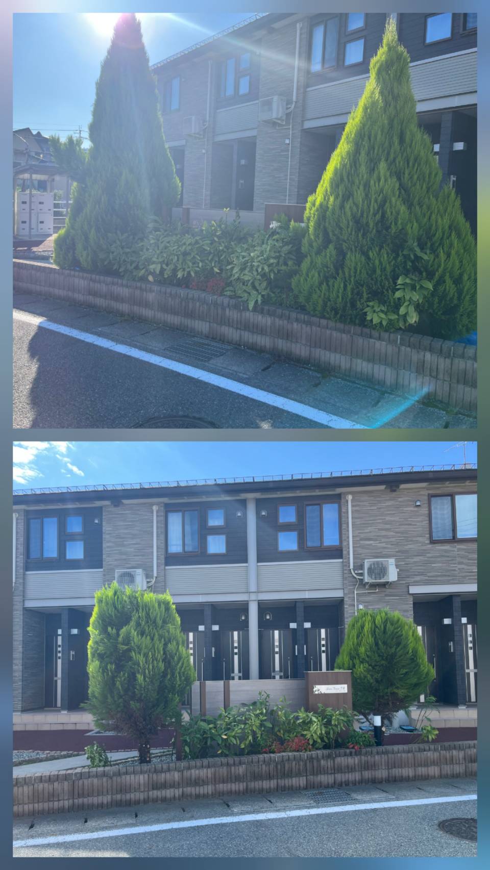 秋田市　植栽剪定